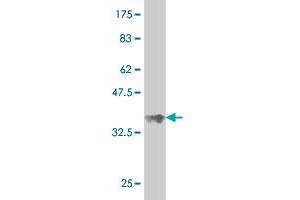 Western Blotting (WB) image for anti-Salvador Homolog 1 (SAV1) (AA 300-383) antibody (ABIN566210)