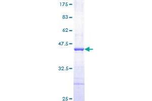 PDGFB Protein (AA 82-190) (GST tag)