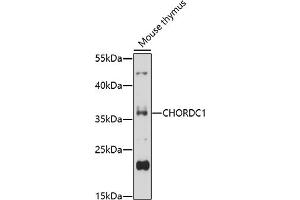Western blot analysis of extracts of mouse thymus, using CHORDC1 antibody (ABIN7266619) at 1:1000 dilution. (CHORDC1 抗体  (AA 60-160))