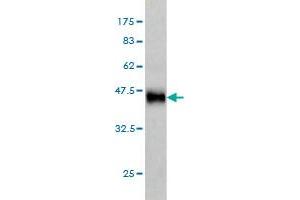 Western Blotting (WB) image for anti-ClpP Caseinolytic Peptidase, ATP-Dependent, Proteolytic Subunit Homolog (E. Coli) (CLPP) (AA 178-277) antibody (ABIN563560)