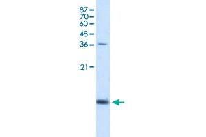 Western Blot analysis of K562 cell lysate with HBZ polyclonal antibody  at 1. (HBZ 抗体  (N-Term))