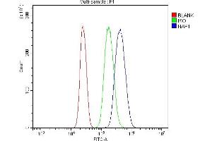 Flow Cytometry analysis of U937 cells using anti-HAP1 antibody (ABIN7599522). (HAP1 抗体  (AA 1-671))