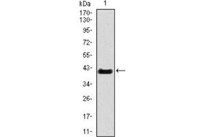 Western Blotting (WB) image for anti-T Antigen (AA 218-352) antibody (ABIN1845735) (T Antigen (AA 218-352) 抗体)