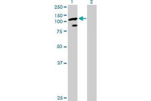 Western Blot analysis of TCEB3 expression in transfected 293T cell line by TCEB3 MaxPab polyclonal antibody.