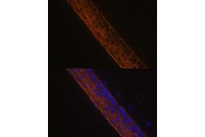 Immunofluorescence analysis of mouse eye using MYH13 Polyclonal Antibody (ABIN7268746) at dilution of 1:100 (40x lens). (MYH13 抗体  (AA 1240-1320))