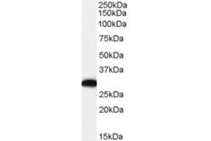 Image no. 1 for anti-EF-Hand Domain Family, Member D2 (EFHD2) (C-Term) antibody (ABIN374490) (EFHD2 抗体  (C-Term))