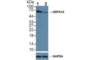 Western blot analysis of (1) Wild-type A549 cell lysate, and (2) HSPA1A knockout A549 cell lysate, using Rabbit Anti-Human HSPA1A Antibody (3 µg/ml) and HRP-conjugated Goat Anti-Mouse antibody (abx400001, 0. (HSP70 1A 抗体  (AA 285-641))