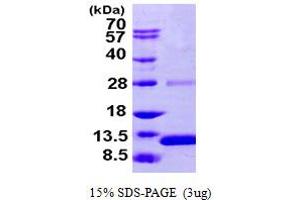 SDS-PAGE (SDS) image for S100 Calcium Binding Protein A2 (S100A2) (AA 1-97) protein (His tag) (ABIN667377) (S100A2 Protein (AA 1-97) (His tag))