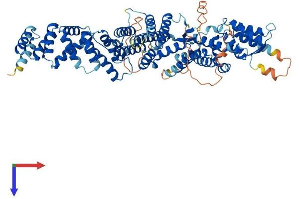 INTS10 Protein (AA 1-710) (His tag)