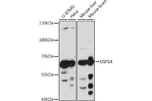 Western blot analysis of extracts of various cell lines, using USP14 antibody  at 1:1000 dilution. (USP14 抗体)