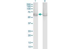 Western Blot analysis of PRKAA1 expression in transfected 293T cell line by PRKAA1 MaxPab polyclonal antibody. (PRKAA1 抗体  (AA 1-574))