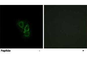 Immunofluorescence analysis of A-549 cells, using RRAD polyclonal antibody . (RRAD 抗体)