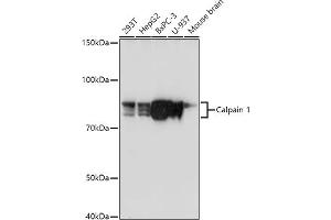 Western Blotting (WB) image for anti-Calpain 1, Large Subunit (CAPNL1) (AA 20-330) antibody (ABIN3021623)