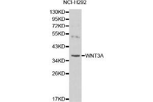 Western blot analysis of NCI-H292 cell lysate using WNT3A antibody. (WNT3A 抗体  (AA 1-352))
