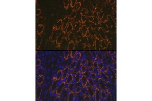Immunofluorescence analysis of mouse kidney using AMACR Rabbit pAb (ABIN3021497, ABIN3021498, ABIN3021499 and ABIN6215153) at dilution of 1:100 (40x lens). (AMACR 抗体  (AA 1-198))