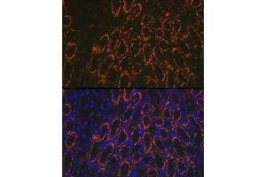 Immunofluorescence analysis of mouse kidney using AMACR Rabbit pAb (ABIN3021497, ABIN3021498, ABIN3021499 and ABIN6215153) at dilution of 1:100 (40x lens). (AMACR 抗体  (AA 1-198))