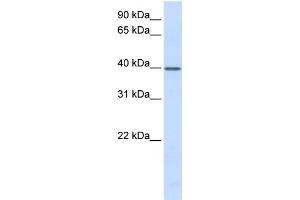 WB Suggested Anti-TCEA3 Antibody Titration:  0. (TCEA3 抗体  (N-Term))
