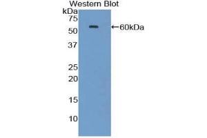 Western Blotting (WB) image for anti-Heat Shock 70kDa Protein 1A (HSPA1A) (AA 1-641) antibody (ABIN1078112) (HSP70 1A 抗体  (AA 1-641))