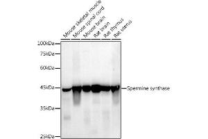 Western blot analysis of extracts of various cell lines, using (ABIN7270529) at 1:1000 dilution. (SMS 抗体)