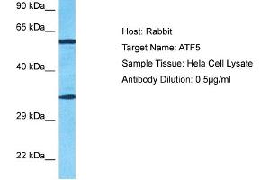 Host: Rabbit Target Name: ATF5 Sample Type: Hela Whole Cell lysates Antibody Dilution: 0. (ATF5 抗体  (N-Term))