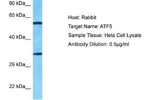 Host: Rabbit Target Name: ATF5 Sample Type: Hela Whole Cell lysates Antibody Dilution: 0.
