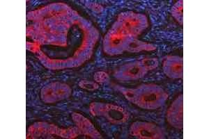 IF analysis of Cytokeratin 20/Krt20 using anti-Cytokeratin 20/Krt20 antibody (ABIN7601133). (KRT20 抗体  (AA 29-431))