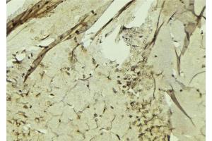 ABIN6274777 at 1/100 staining Mouse brain tissue by IHC-P. (RPL3 抗体  (C-Term))