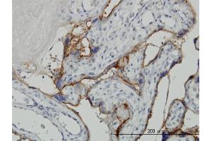 Immunoperoxidase of monoclonal antibody to ALPPL2 on formalin-fixed paraffin-embedded human placenta. (ALPPL2 抗体  (AA 365-454))