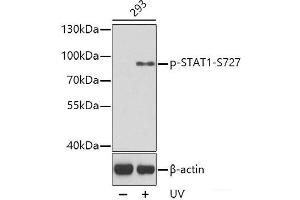 Western blot analysis of extracts from 293 cells using Phospho-STAT1(S727) Polyclonal Antibody. (STAT1 抗体  (pSer727))