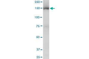 Viral Entry Inhibition (VEI) image for anti-Tripartite Motif Containing 33 (TRIM33) (AA 1006-1105) antibody (ABIN565640)