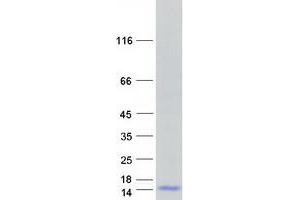 Western Blotting (WB) image for Guanine Nucleotide Binding Protein (G Protein), gamma 2 (GNG2) protein (Myc-DYKDDDDK Tag) (ABIN2722104)