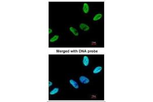 ICC/IF Image Immunofluorescence analysis of paraformaldehyde-fixed HeLa, using C9orf78, antibody at 1:200 dilution. (C9orf78 抗体)