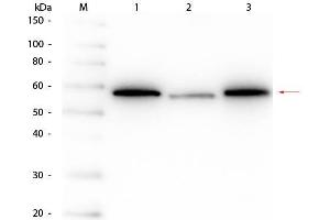 Western Blot of Mouse anti-AKT Monoclonal Antibody. (AKT1 抗体  (C-Term))