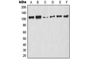 Western blot analysis of NF-kappaB p105 (pS927) expression in HeLa UV-treated (A), A2780 (B), NIH3T3 (C), Raw264. (NFKB1 抗体  (C-Term, pSer927))