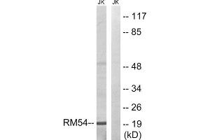 Western Blotting (WB) image for anti-Mitochondrial Ribosomal Protein L54 (MRPL54) (Internal Region) antibody (ABIN1850537) (MRPL54 抗体  (Internal Region))