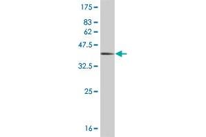 Western Blot detection against Immunogen (36. (HEY1 抗体  (AA 121-220))