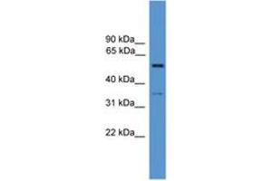 Image no. 1 for anti-Cochlin (COCH) (AA 141-190) antibody (ABIN6746617) (COCH 抗体  (AA 141-190))