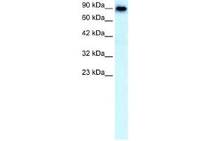SLC4A1 antibody used at 0. (Band 3/AE1 抗体)