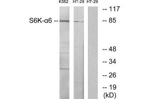 Western Blotting (WB) image for anti-Ribosomal Protein S6 Kinase, 90kDa, Polypeptide 6 (RPS6KA6) (C-Term) antibody (ABIN1850072) (RPS6KA6 抗体  (C-Term))