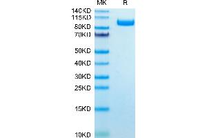 SDS-PAGE (SDS) image for Folate Hydrolase (Prostate-Specific Membrane Antigen) 1 (FOLH1) (AA 45-752) protein (His tag) (ABIN7275494)