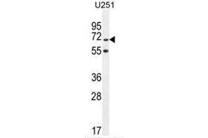 TNIP1 Antibody (C-term) western blot analysis in U251 cell line lysates (35 µg/lane).