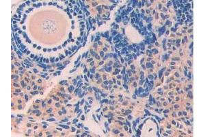 Used in DAB staining on fromalin fixed paraffin- embedded stomach tissue (Factor VII 抗体  (AA 315-433))