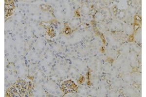 ABIN6279588 at 1/100 staining Mouse kidney tissue by IHC-P.