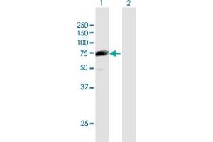 Western Blot analysis of CCDC93 expression in transfected 293T cell line by CCDC93 MaxPab polyclonal antibody. (CCDC93 抗体  (AA 1-631))