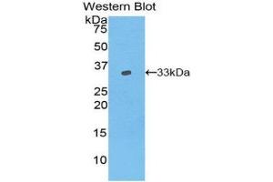 Western Blotting (WB) image for anti-Vang-Like 1 (Vangl1) (AA 229-476) antibody (ABIN1860912) (Vangl1 抗体  (AA 229-476))