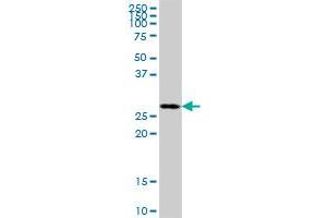 MRPL46 MaxPab polyclonal antibody. (MRPL46 抗体  (AA 1-279))
