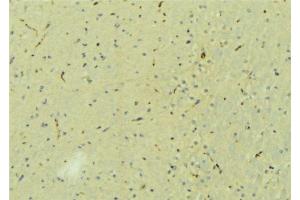 ABIN6273214 at 1/100 staining Mouse brain tissue by IHC-P. (CPLX2 抗体  (Internal Region))