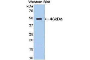Western Blotting (WB) image for anti-Procollagen C-Endopeptidase Enhancer (PCOLCE) (AA 36-468) antibody (ABIN1078457)