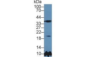 Western Blot; Sample: Rat Cerebrum lysate; Primary Ab: 5µg/ml Rabbit Anti-Rat TIMP3 Antibody Second Ab: 0. (TIMP3 抗体  (AA 27-209))