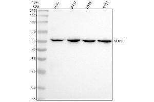 Western blot analysis of NUP50 using anti-NUP50 antibody (ABIN7605775).
